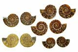 Cut & Polished Agatized Ammonite Fossils - 1 1/4" Size - Photo 2